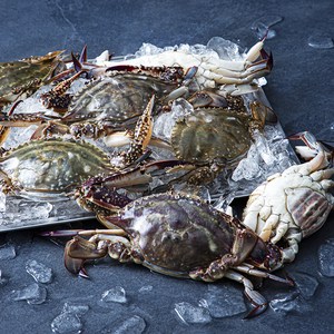 친절한어부씨 피시원 신진도 산지직송 가을 햇꽃게, 2kg(6~10미), 1개
