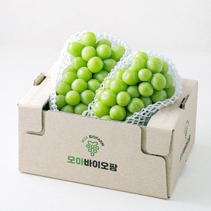 모아바이오팜 당도선별 샤인머스캣, 1.5kg, 1개