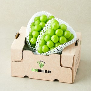 모아바이오팜 당도선별 샤인머스캣, 1kg, 1개