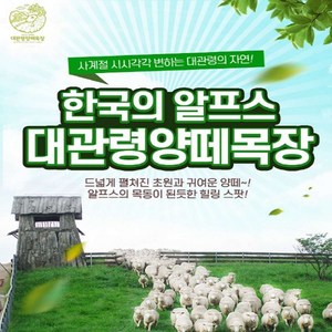 [평창] [구매후익일사용가능] 대관령 양떼목장 입장권 (~3/31)