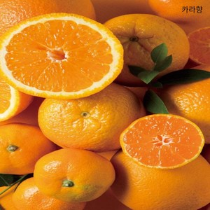 품질보증 제주 카라향 고당도 14브릭스, 1박스, 1.5kg(11-14과)