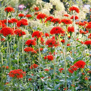 [모야모 꽃씨] 수레동자꽃 30립 씨앗, 1개