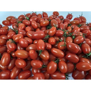 대추토마토 750g, 1개, 750g x 1팩