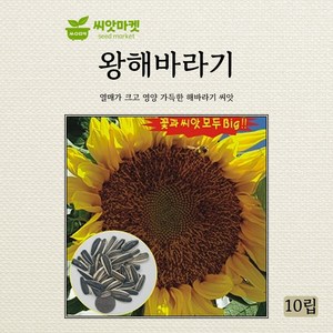 영양 가득한 왕해바라기 씨앗(10립)(A0624), 1개