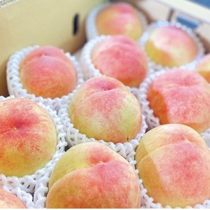 [첫 출하] 하우스 털복숭아 백도 황도 랜덤출고, 1개, 1kg [7-10과]