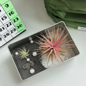 [예예포레스트]이오난사 키트 공기정화식물 먼지먹는식물 집들이선물 힙한식물, 1개, 이오난사 키트 단품