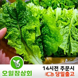 ( 오 일 장 상회 ) 국내산 청상추 2kg 4kg내외, 1개, 2kg내외