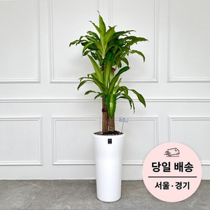에코플랜트 실내 공기정화 식물 개업식 사무실 이전 승진 까페 개원 집들이 선물 개업 축하 화분 배달 [서울 경기 당일배송]<토요일 오후 일요일 주문건 월요일배송>, 04. 행운목, 1개” loading=”lazy” style=”width: object-fit; max-width: 100%; max-height: 300px; display: block; margin: 0 auto;”>
        </div>
<div style=