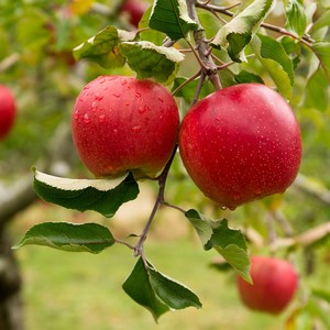 사과나무 홍로 사과나무 묘목 접목1년, 1개, 홍로 접목1년