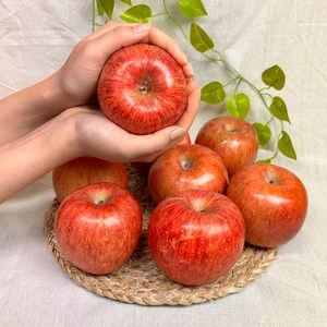 [대한민국푸드] 고당도 꿀부사 경북 안동 청송 사과 가정용 흠과 선물용 정품, 1박스, 정품 중소과3kg(10-14과)