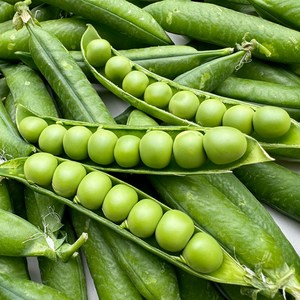 채소다움 25년 햇 국내산 껍질 완두콩, 1박스, 500g