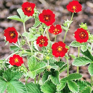 [모야모 꽃씨] 히말라야양지꽃 20립 씨앗, 1개