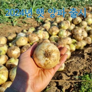 정직한 먹거리 국내산 햇 양파, 양파(장아찌)20kg, 1개