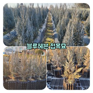 [유니크가든] 블루헤븐 40cm 향나무 건강한 트리웰화분묘/접목묘 서양측백 서양조경수, 1개
