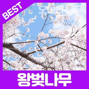 합리적 가격의 벚나무묘목(왕벚나무 겹벚나무)2년생, 왕벚나무묘목 1년생, 1개