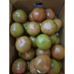 [과애모]완숙 토마토 10kg, 10kg(중과, 3번), 1개