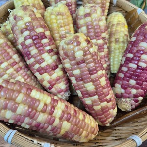 쫀득한 냉동 홍찰 옥수수 13cm~15cm, 1개, 쫀득 찰옥수수 15개 2.4kg