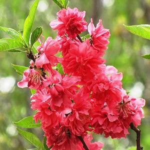 목하원예조경 남경도화 개화주분묘, 1개