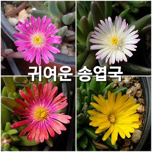 미니송엽국, 10포트, 1개