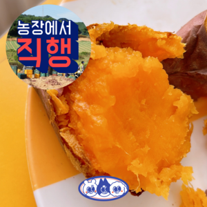 [농부직판] 강화도 속노랑 호박 고구마 호풍미 5KG, 5KG(중간), 1박스