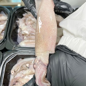 [더자인] 쫄깃하고 담백한 총알한치, 1개, 2kg (60~92미)