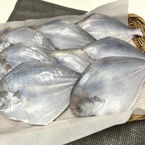 생물 횟감용 병어 1kg, 1개