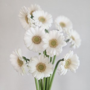 거베라 아름다운강인함 거베라 5송이 10송이 양재꽃시장 꽃배달싼곳 생화배송 메종드보타닉, 1개, 화이트