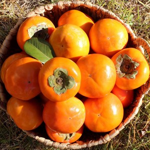 진영 단감 아삭달콤한 꿀단감, 1개, 5kg (중소과 27-30과)