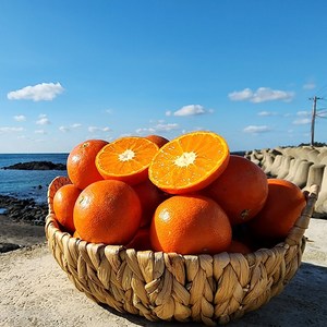 영태네농산물] 해풍으로 키운 제주 레드향, 1박스, 5kg : 중과