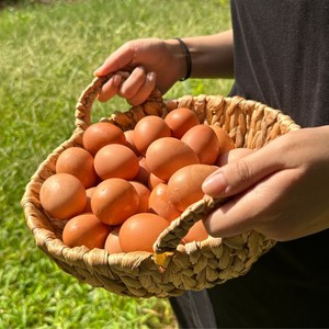 난각번호1번 유정란 달걀 계란 무항생제 자연방사, 60구, 1개