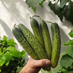 국내산 산지직송 백다다기 백오이 조선오이, 1개, 5kg