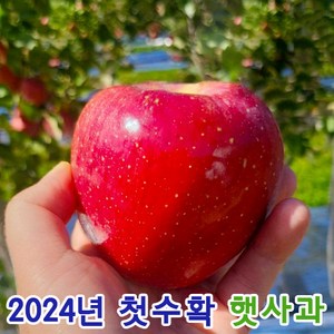 당도보장 꿀이가득 껍질째먹는 안동 청송 가정용 꿀사과, 1개, 3.5kg