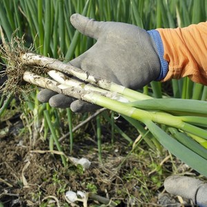 진도 유기농 흙대파 3kg 5kg (산지직송) 대파 당일수확 (월수금 발송), 유기농 흙대파 3kg(손질 후), 1개