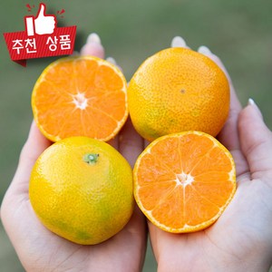 농협상품 밀감 새콤달콤 감귤 제주 타이백 감귤 비가림 로얄과, 1박스, 2kg(1kg x 2팩)