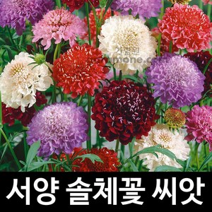 솔체꽃 씨앗 서양 솔채꽃 꽃씨 꽃 종자 야생화 20알, 1개