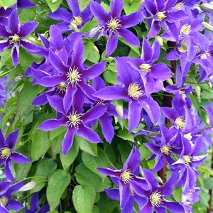 [큐가든] 유럽 클레마티스 숙근 뿌리 네온카 고급종 겹 꽃 으아리꽃, 1개