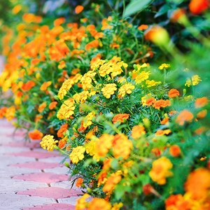 [모야모 꽃씨] 키작은 프렌치메리골드 9종 20립 씨앗 선택구매, 마리에타, 1개