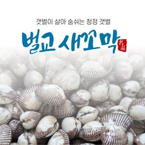 꼬막 전국최저가(노마진) 중+대 소량판매 청정갯벌 벌교꼬막 + 특품 산지직송, 1박스, 5kg(중+대)