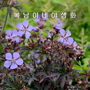 자엽쥐손이 [1포트 복남이네야생화 모종 숙근제라늄], 1개