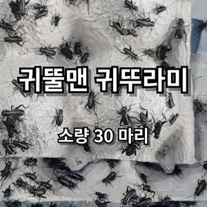 [귀뚤맨] 쌍별 귀뚜라미 소량 귀뚜라미 파충류 양서류 먹이 30마리, 1g, 1세트, 30, 소