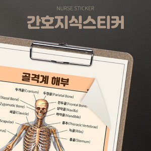 뽀너스 간호지식스티커 (골격계 해부), 단품