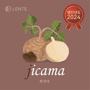 [명품] 24년도 생산 만파오 히카마 씨앗 모종 1/0.5/0.2kg, 200g, 1개