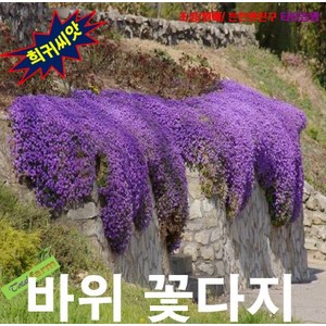 (희귀씨앗) 바위꽃다지(Aubieta) 퍼플 25립, 1개