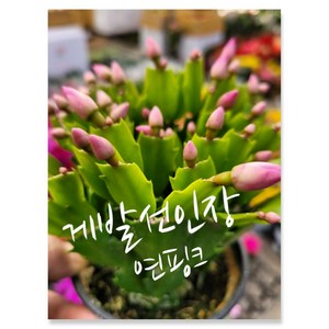 게발선인장 01연핑크 특 랜덤 공기정화식물/미세먼지/공기정화효과 공기정화식물, 1개