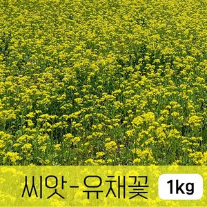 [조이가든] 야생화씨앗_유채꽃 - 1kg, 1개