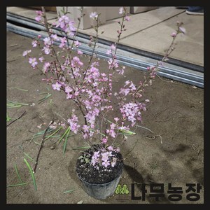 (나무농장) 이스라지(산앵두) 5치 포트 ( 키 40cm 내외 ), 1개