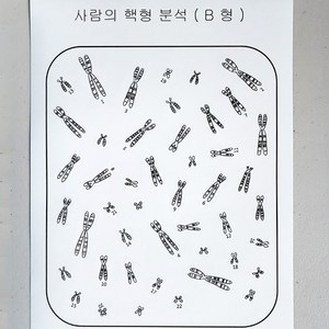 (사이언스마켓)사람의 핵형분석 스티커 세트팩(10세트/팩)60인용, 1개