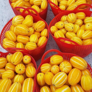 [한정특가] 초고당도선별 가정용 성주 꿀 참외, 1박스, 2kg(랜덤과)