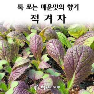 [모종심는아빠] 톡쏘는 매운맛과 향기 적겨자, 6개