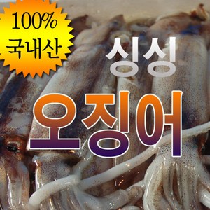 국내산 오징어 한박스 20-30마리 냉동 태안 신진항, 파지 오징어 한박스, 1박스, 5kg